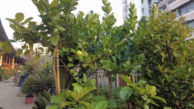 【广州漫步粤菜美食探店】芳村桥东最老字号！！兴东楼怀旧粤菜！华南最大型花卉市场买花！16000平方米！flower market！｜Canton Food Tour｜Walk in GuangZho
