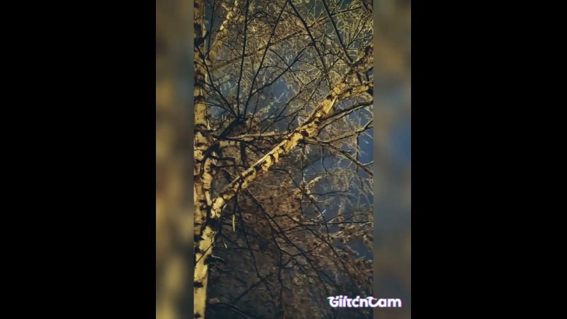 snow ️ trees evening❄️❄️❄️ снежный вечер