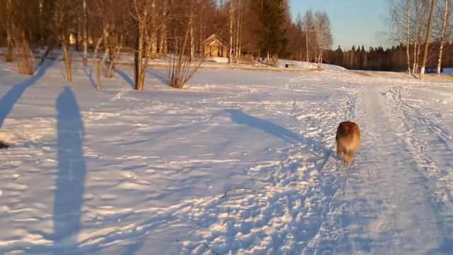 БО, тервюрен. Ви Артемида Каллисто гран Тесоро! или просто КАЛИ! смотреть онлайн