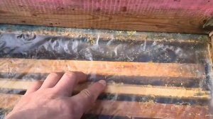 Рогатый улий.Результат зимовки двух маток.