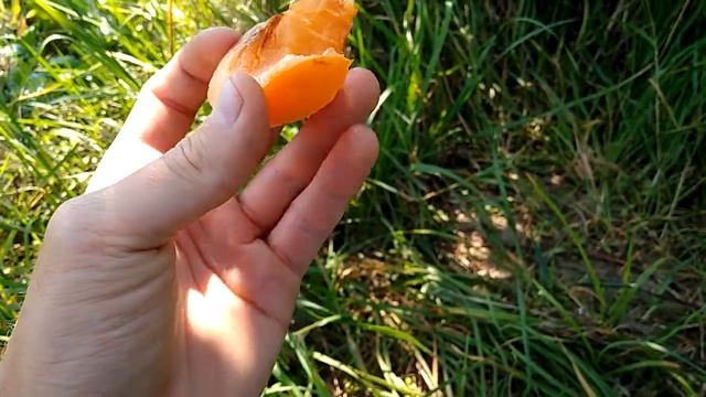 Абрикос Биг Ред смотреть онлайн