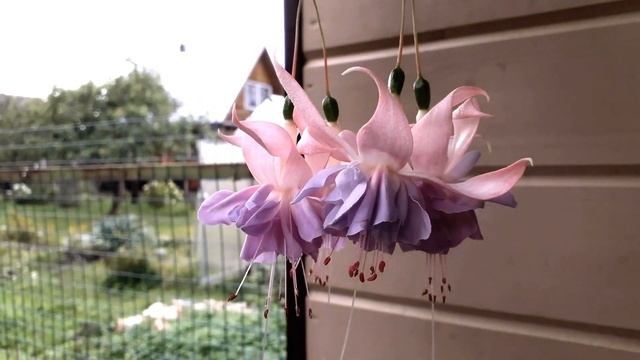 НЕВЕРОЯТНАЯ красота ФУКСИЙ Марины Фирсовой. смотреть онлайн