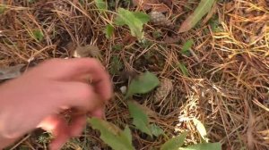 В ЛЕС ПО ГРИБЫ! НАМ ДАЖЕ СОЛНЫШКО УЛЫБАЕТСЯ! Вечерныя прогулка по грибы! НОРМУ ВЫПОЛНИЛИ!