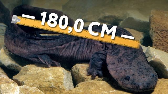 Самые Большие Речные Монстры, Которых Поймали