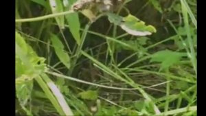 Что едят гусеницы