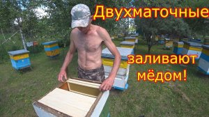 ДВУХМАТОЧНЫЕ заливают МЁДОМ! Срочное РАСШИРЕНИЕ!