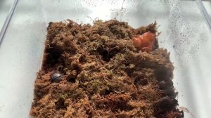 Содержание лягушки – помидорки!Сколько стоит? Где купить? Как обустроить террариум? Как кормить?￼￼?