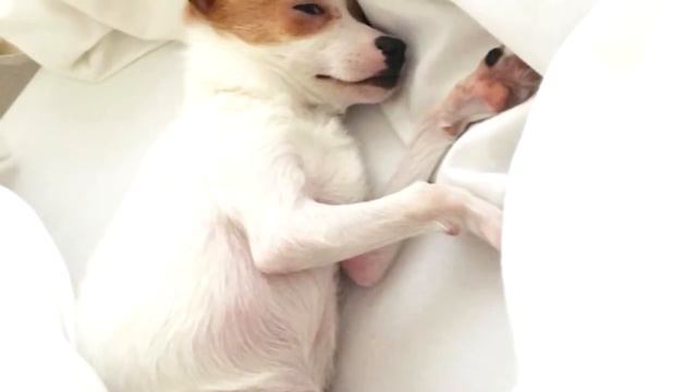 Из-за деформации лап никто не хотел покупать этого щенка и хозяин зоомагазина решил его усыпить смотреть онлайн