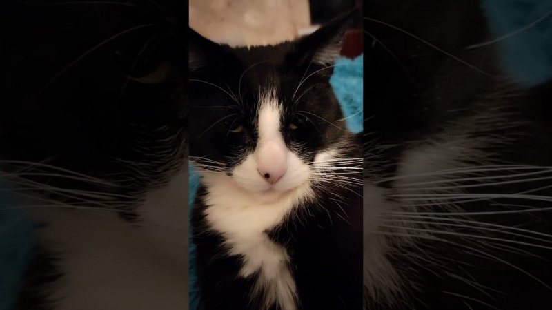 Автозапуск кота