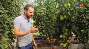 ВОТ ЭТО УРОЖАЙНОСТЬ! САМИ В ШОКЕ!