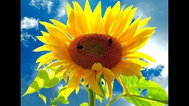 Родная песенка - детский хор (Ю. Чичков, П. Синявский) смотреть онлайн