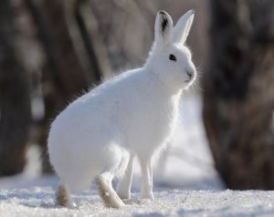 ОХОТА на ЗАЙЦА ПОДНЯЛ с ЛЕЖКИ ОХОТА С СОБАКОЙ