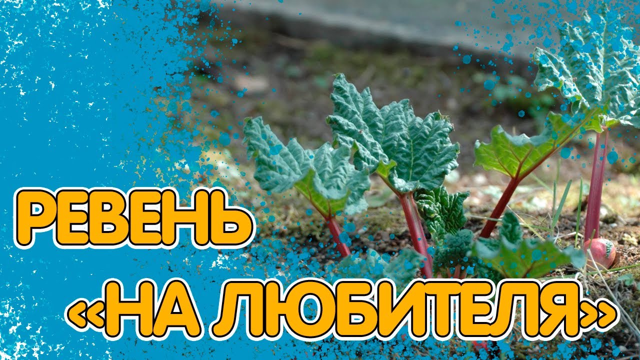 РЕВЕНЬ - ОВОЩ НА ЛЮБИТЕЛЯ. КАК ВЫРАСТИТЬ И УХАЖИВАТЬ смотреть онлайн