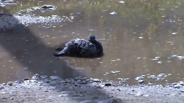 ПРИКОЛ!!! Смотри что делает голубь! смотреть онлайн