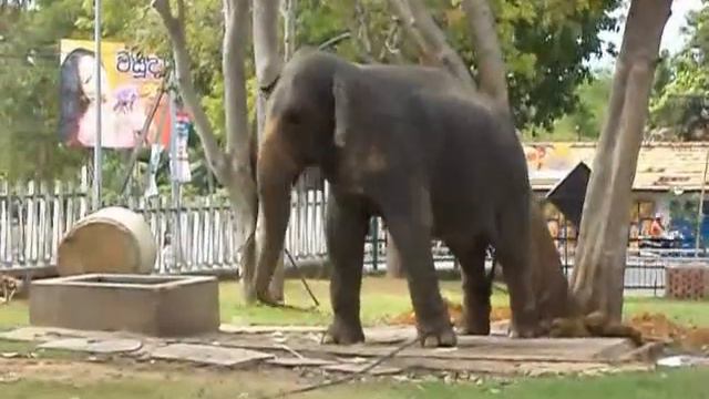 Танцующий слон смотреть онлайн