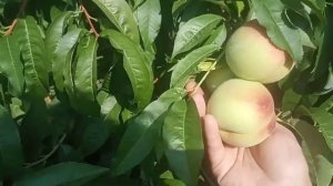 Персик в Воронежской области. 2020 год