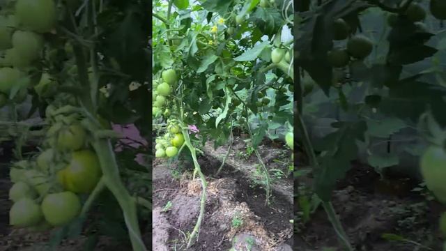 Первый урожай на пробу #shorts смотреть онлайн