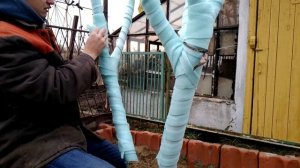 Как укутывать инжир на зиму