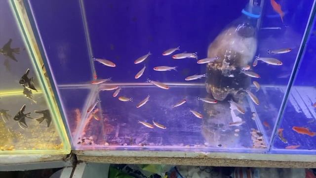 Купили цихлид на птичьем рынке (Волгоград) смотреть онлайн