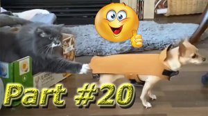 Подборка Видео Со Смешными Животными Март 2024. Part #20 #dog #cat #animals #video #smile #new