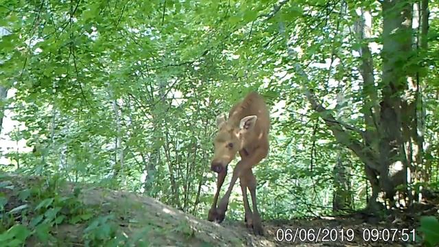 Лосёнок в фотоловушке - Зелёная Дружина смотреть онлайн
