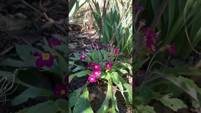 Лесная примула. Весенние букеты #всочиумаши смотреть онлайн