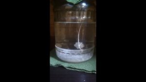 Выращивание кристаллов.Галит.