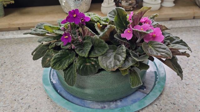 Комнатные растения. Мои Фиалки #цветы#влог#растения# смотреть онлайн