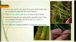 Ephedra/Morphology/Anatomy/Life Cycle of Ephedra