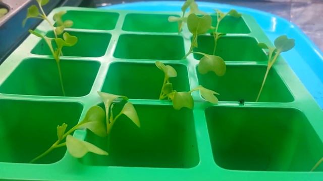 2017.04.19. Пикируем раннюю капусту. смотреть онлайн