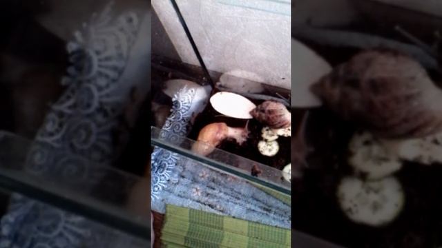 Улитки ахатины: содержание и уход смотреть онлайн