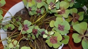 ?Мои комнатные цветы.?Обзор кислиц.?Сентябрь 2019.?