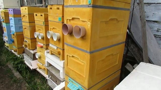 строительная рамка в улье, как индикатор предроевого и роевого состояния пчел, почему не нравится