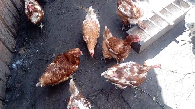 Чем кормить фабричных кур смотреть онлайн