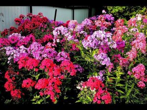 Флоксы Дракон, Кобальт, Москва Златоглавая