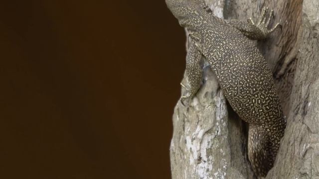Самые интересные факты о ящерицах!