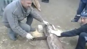Весёлые татары пилу заводят)))