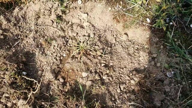 Рост саженцев Дуба(Черешчатого)за 1 год ! АР Крым 2021г. смотреть онлайн