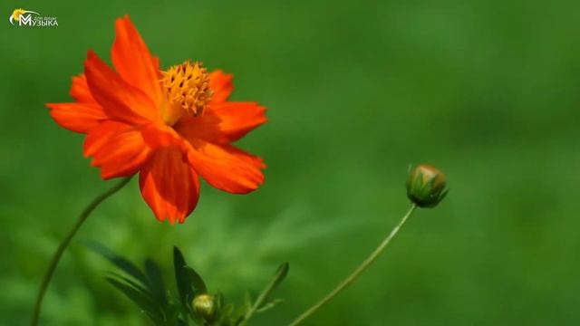 Нежная музыка, успокаивает нервную систему и радует душу - лечебная музыка для сердца и сосудов смотреть онлайн