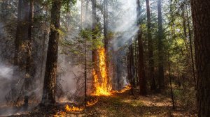 Тушение лесного пожара.