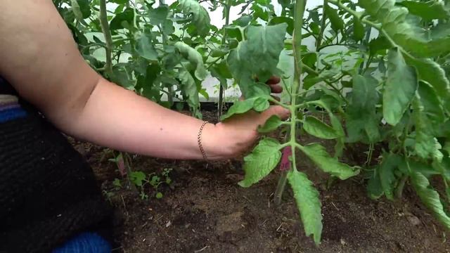 Жируют помидоры. Что делать? смотреть онлайн