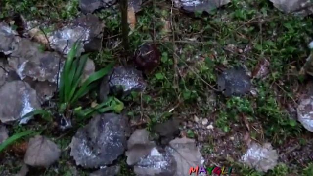 Грибы Вешенки в лесу поздней осенью. смотреть онлайн