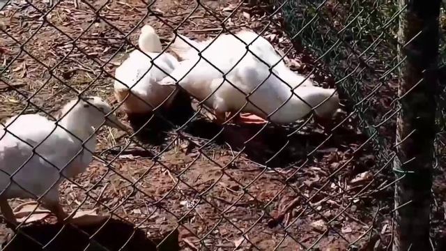 МУЛАРДЫ. Утка от 0 до 60 дней.  Содержание уток мулардов.