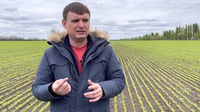 Лён масличный 2022.