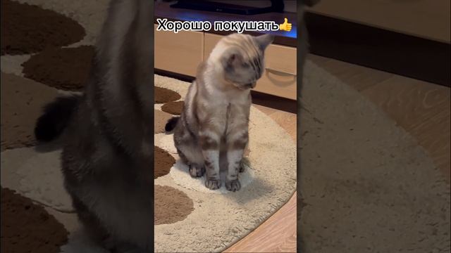 #смешныекоты  #животные #юмор