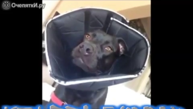  Очень смешное видео!