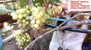 Виноград СЕНАТОР- толстенький и крупненький красавчик действительно похожий на важного сенатора
