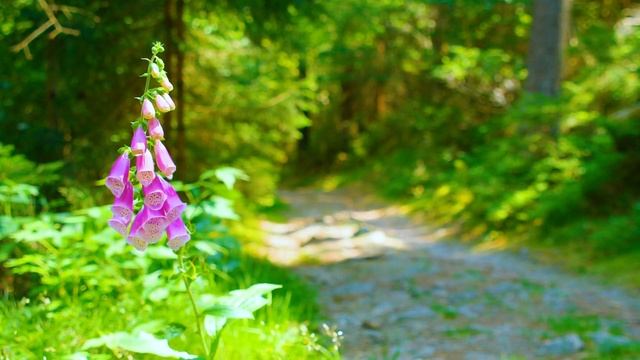 Музыка, лечащая сердце ? и сосуды, успокаивающая нервную систему и успокаивающая душу, Мягкая музык смотреть онлайн