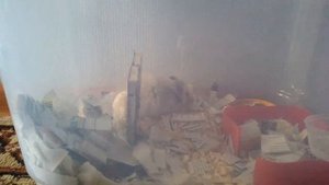 Хомячиха перед родами. Признаки того, что хомяк скоро родит