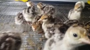 Производство индейки в Калуге. Видео суточных индюшат.